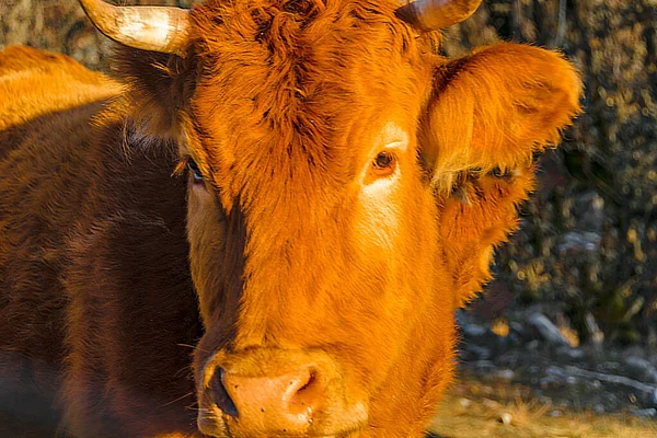 茶色の雄牛の頭を閉じる Vikos Aoos国立公園 ギリシャ — ストック写真