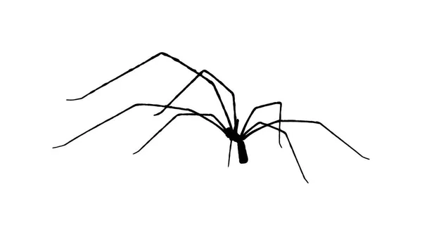 Slim Spider Silhouette Drawing Isolated White Illustration — Stock Photo, Image