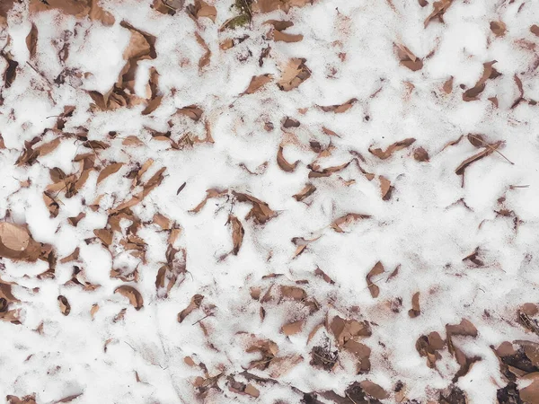 Üst görünüm kahverengi yapraklar ve beyaz kar dokusu arkaplanı