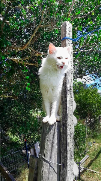 Beautiful Female White Cat Standing Wooden Post Maldonado Uruguay — Foto de Stock