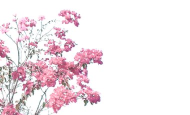 White background with red leaves tree decoration