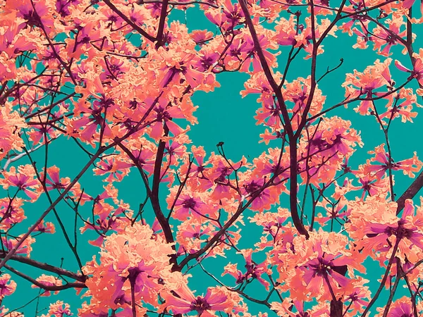 Red Orange Flowers Tree Blue Sky Background — Photo