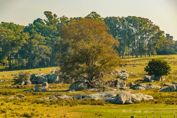 Bil Synvinkel Landsbygd Landskap Flores Uruguay — Stockfoto