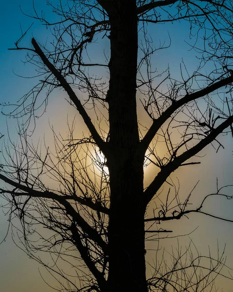 Tree Branches Detail Blue Sky Background — Foto de Stock