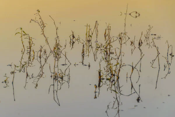 Bladeren Bij Rivier Detail Grande Stream Bartolome Hidalgo Park Flores — Stockfoto