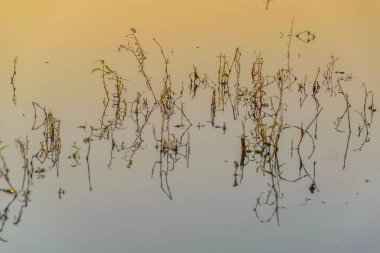 Nehir kıyısında, büyük derede, bartolome hidalgo parkında, Flores departmanında, uruguay