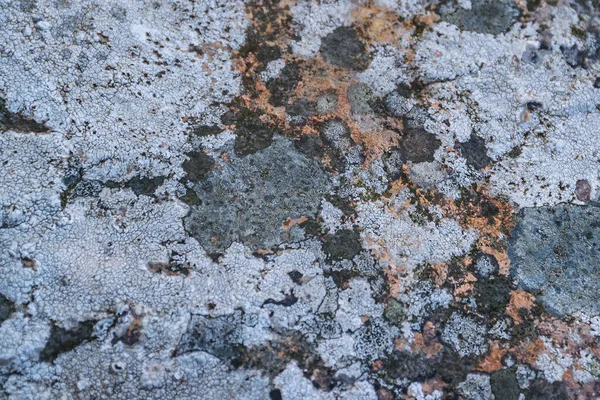 Üst Görünüm Kayalık Desen Arkaplanını Kapat — Stok fotoğraf