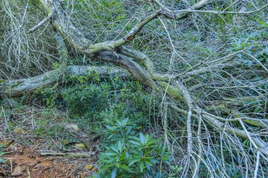 Sierra de las animasyon dağ sırası, maldonado, uruguay kırsal arazisi