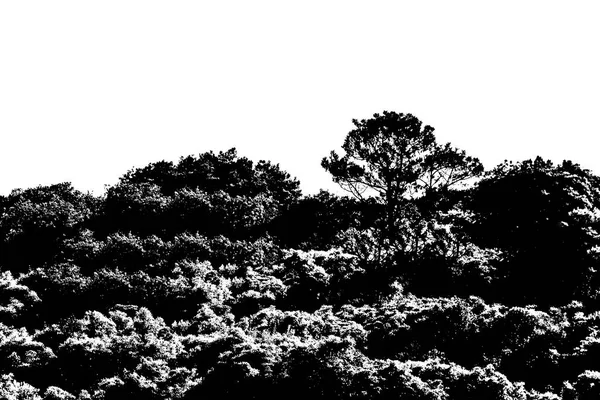 Czarno Biały Krajobraz Las Grafika Sylwetka Ilustracja — Zdjęcie stockowe