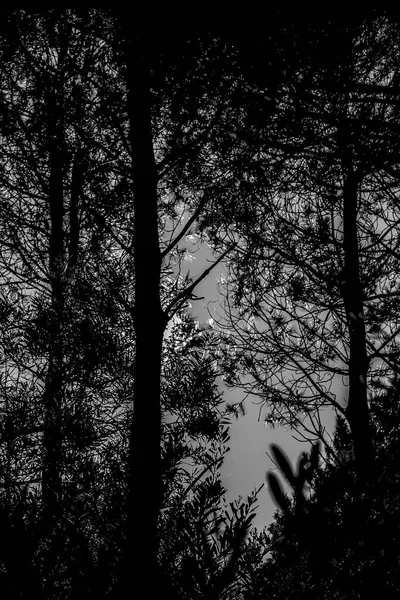 白と黒の風景の森のシルエットのグラフィック — ストック写真