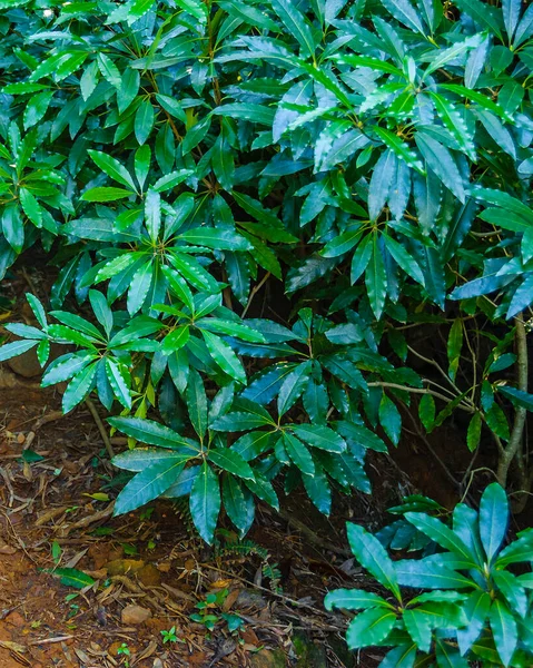 Krajina Pohoří Sierra Las Animas Maldonado Uruguay — Stock fotografie