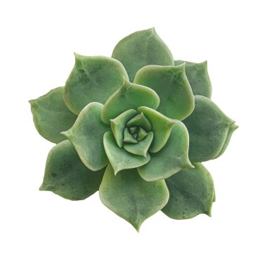 Eheveria imbricata bitkisinin üst görüntüsü izole edildi.