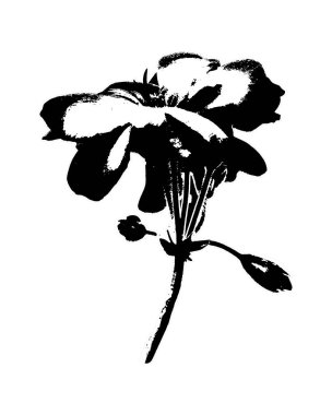 Yan görünüm sardunya çiçeği izole edilmiş grafik