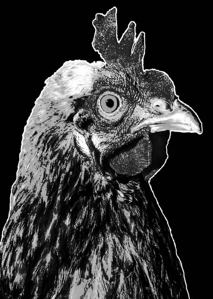 Ilustración Blanco Negro Pollo Plano Medio — Foto de Stock