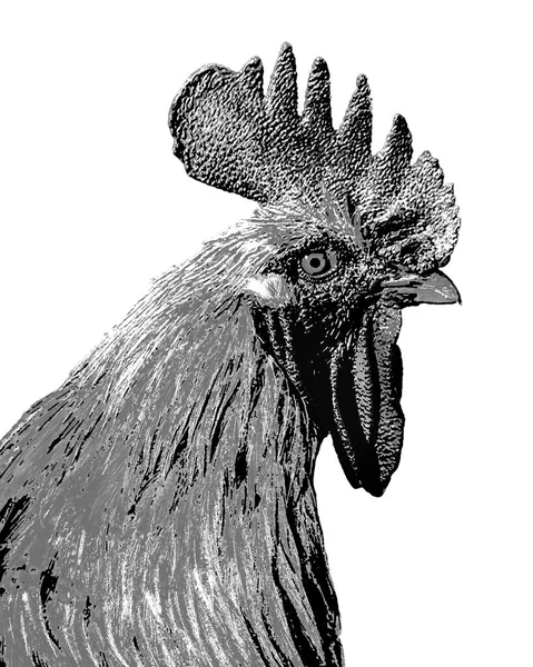 Middle Shot Rooster Black White Illustration — Stock Photo, Image