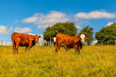 Hereford kırsal alanda özgürce duran inekler yetiştiriyor, maldonado, uruguay