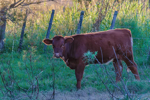 Hereford Breed Cow Calf Standing Free Countryside Landscape Maldonado Uruguay — ストック写真