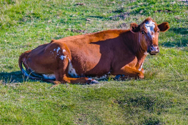 Hereford Breed Cow Resting Free Countryside Landscape Maldonado Uruguay — ストック写真