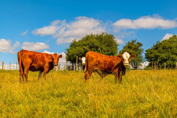 Hereford Αγελάδες Φυλής Στέκεται Δωρεάν Στο Τοπίο Της Υπαίθρου Maldonado — Φωτογραφία Αρχείου