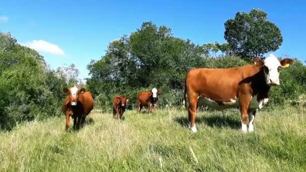 Hereford Breed Cows Standing Free Countryside Landscape Maldonado Uruguay — Stockvideo