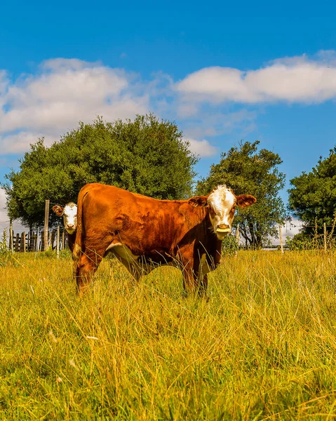 Hereford Breed Cows Standing Free Countryside Landscape Maldonado Uruguay — Fotografie, imagine de stoc