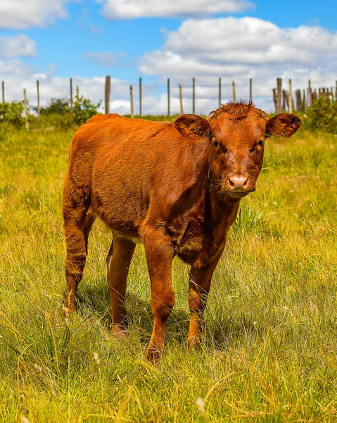 Hereford Rasse Kalb Kuh Steht Frei Auf Landschaft Maldonado Uruguay — Stockfoto