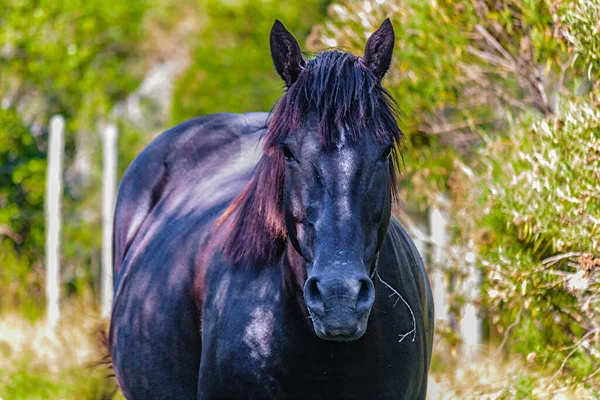 Black Pregnant Mare Watching Camera Rural Landscape — ストック写真