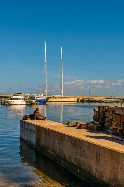 Sea Lions Lying Breakwater Piriapolis City Port Maldonado Uruguay — Stockfoto