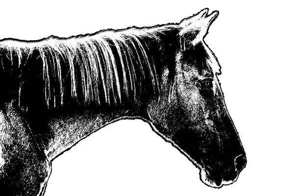Вид Збоку Постріл Віці Чоловічого Коня Ізольовано Білій Графіці — стокове фото