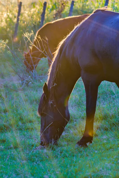 Side View Shot Horse Cow Eating Grass Rural Environment — Zdjęcie stockowe