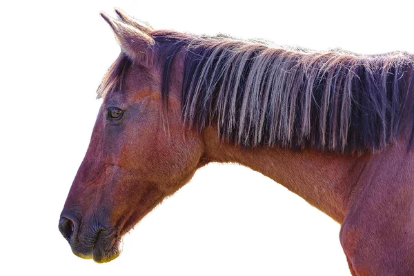 Seitenansicht Erschossen Gealterten Männlichen Pferd Isoliert Auf Weißem Foto — Stockfoto