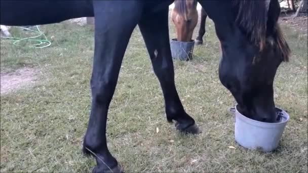 Two Horses Eating Rural Environment — Vídeo de stock
