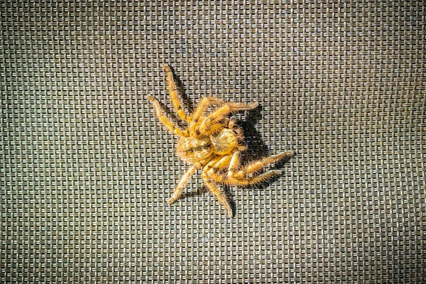 Top View Shot Big Spider Patterned Texture — 图库照片