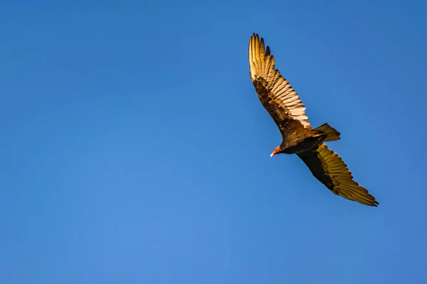 Low Angle Shot Bird Flying Clean Blue Sky Background — Φωτογραφία Αρχείου