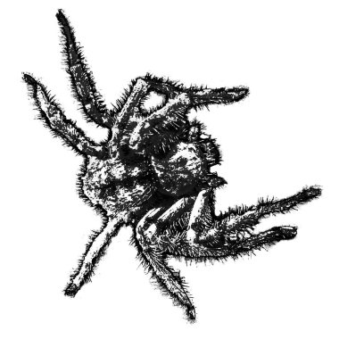 Top view shot big spider isolated graphic