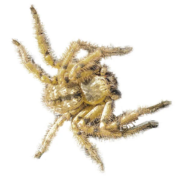 Top View Shot Big Spider Isolated Photo — Stockfoto