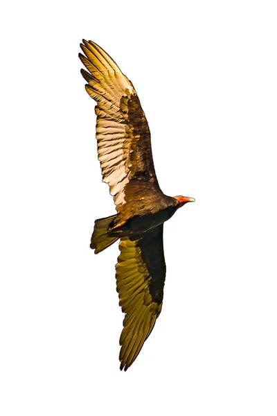 Low Angle Shot Scavenger Bird Flying Isolated Photo — Stok fotoğraf