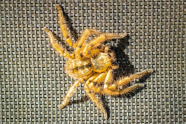 Top View Shot Big Spider Patterned Texture — Stock Photo, Image