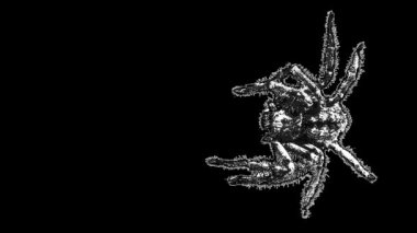 Top view shot big spider moving around looped animation