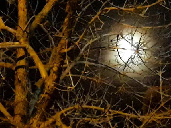 Night Scene Moon Cover Tree Branches — Stock Photo, Image