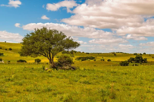 Meadow Countryside Landscape Environment Maldonado Uruguay — стоковое фото