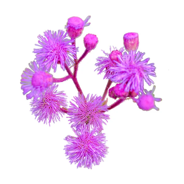 Top View Pink Vernonia Platensis Flowers White Background — 스톡 사진