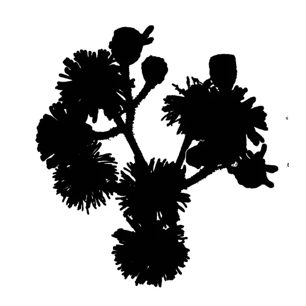 Top View Vernonia Platensis Flower Isolated Graphic Silhouette —  Fotos de Stock