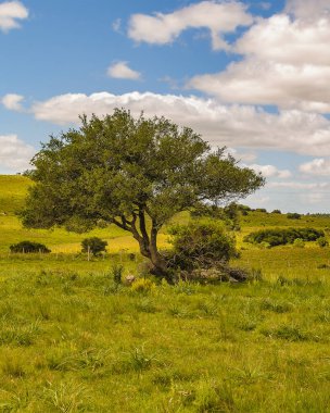 Meadow countryside landscape environment, maldonado, uruguay