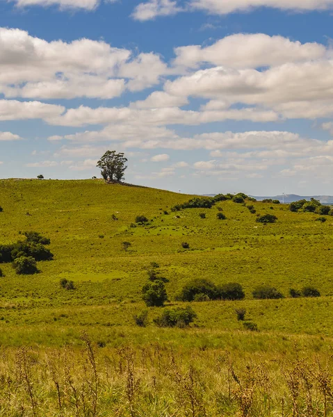 Meadow Countryside Landscape Environment Maldonado Uruguay — стоковое фото