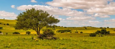 Meadow countryside landscape environment, maldonado, uruguay