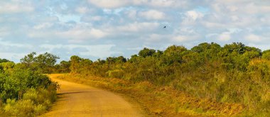 Dirt road at meadow countryside landscape environment, maldonado, uruguay