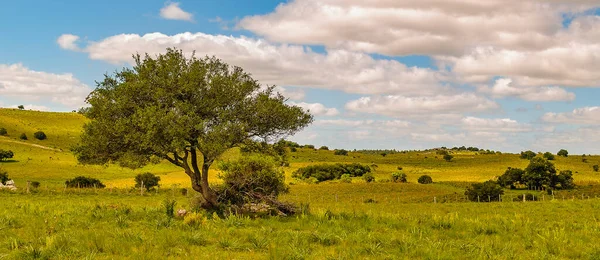 Meadow Countryside Landscape Environment Maldonado Uruguay — Stockfoto