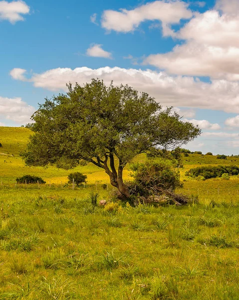 Meadow Countryside Landscape Environment Maldonado Uruguay — 图库照片
