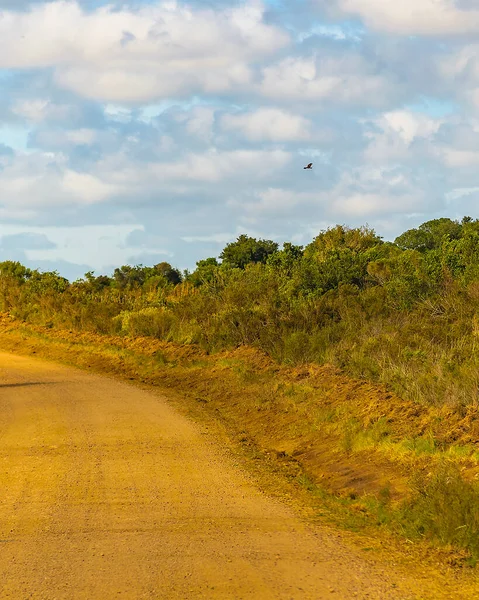 Dirt Road Meadow Countryside Landscape Environment Maldonado Uruguay — 图库照片